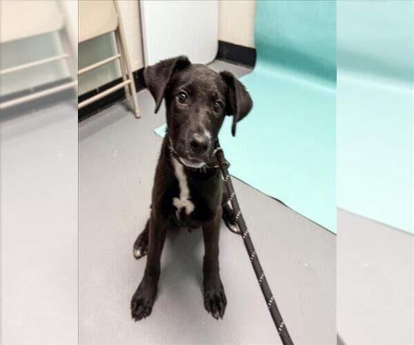 Medium Photo #1 Labrador Retriever-Unknown Mix Puppy For Sale in Fort Collins, CO, USA