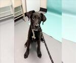 Small Labrador Retriever Mix