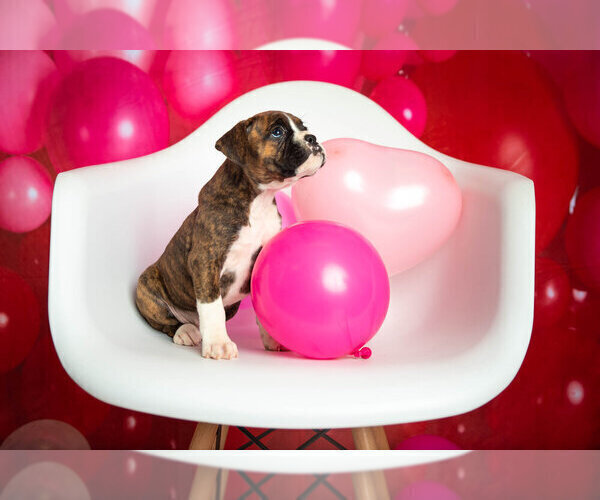 Medium Photo #3 Boxer Puppy For Sale in VICI, OK, USA