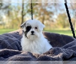 Small Photo #3 Cavapoo Puppy For Sale in HOUSTON, TX, USA