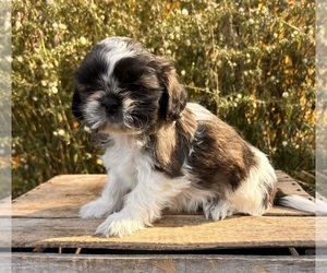 Shih Tzu Puppy for sale in MIDDLEBURY, IN, USA