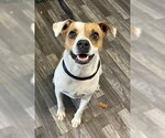 Small Jack Russell Terrier Mix