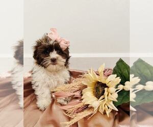 Shih Tzu Puppy for sale in INDIANAPOLIS, IN, USA