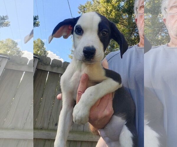Medium Photo #3 Mutt Puppy For Sale in Woodbury, NY, USA