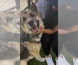 German Shepherd Dog-Siberian Husky Mix Dogs for adoption in Woodland Hills, CA, USA
