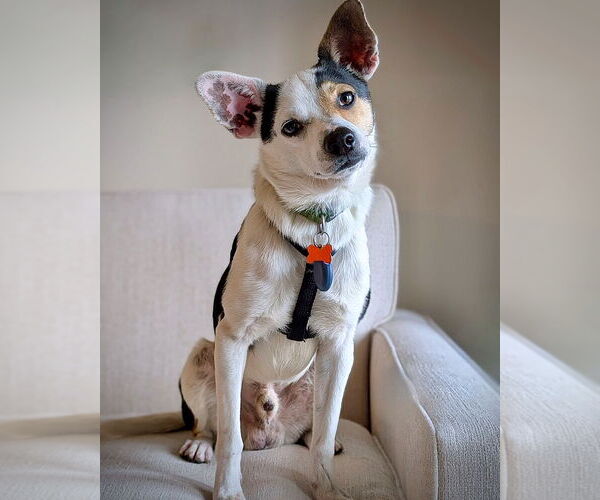 Medium Photo #1 Rat Terrier-Unknown Mix Puppy For Sale in Atlanta, GA, USA