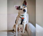 Small Rat Terrier Mix