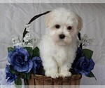 Small Photo #11 Maltese Puppy For Sale in ROCK STREAM, NY, USA