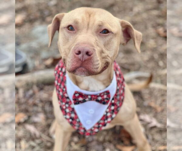 Medium Photo #5 American Staffordshire Terrier Puppy For Sale in Cranford, NJ, USA