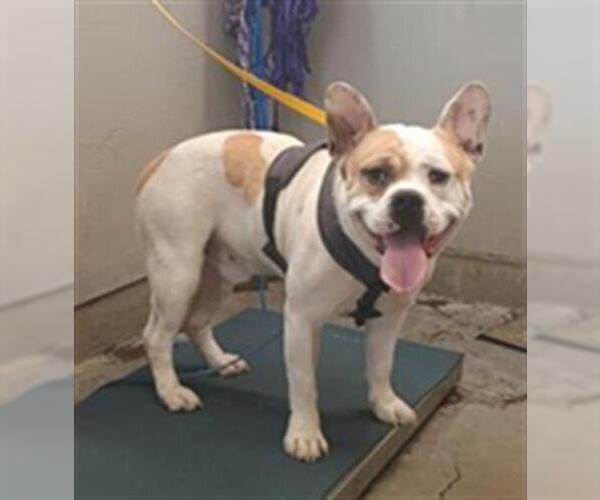 Medium Photo #1 French Bulldog-Unknown Mix Puppy For Sale in Camarillo, CA, USA