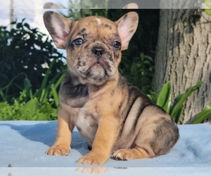 French Bulldog Puppy for sale in BOSTON, MA, USA