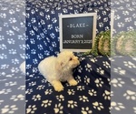 Small #11 Bichon Frise