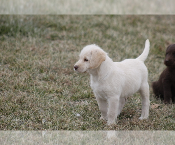 Medium Photo #1 Labradoodle Puppy For Sale in MEMPHIS, MO, USA