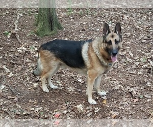 German Shepherd Dog Puppy for sale in ROYALSTON, MA, USA