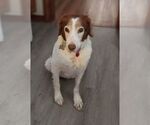 Small Photo #2  Puppy For Sale in , 