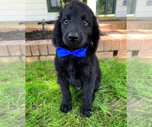 Double Doodle Puppy for Sale in CORDOVA, Tennessee USA