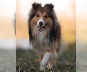 Father of the Shetland Sheepdog puppies born on 02/07/2026