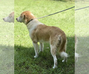 BJ - Female Australian Shepherd Dog for Adoption - Photo #3
