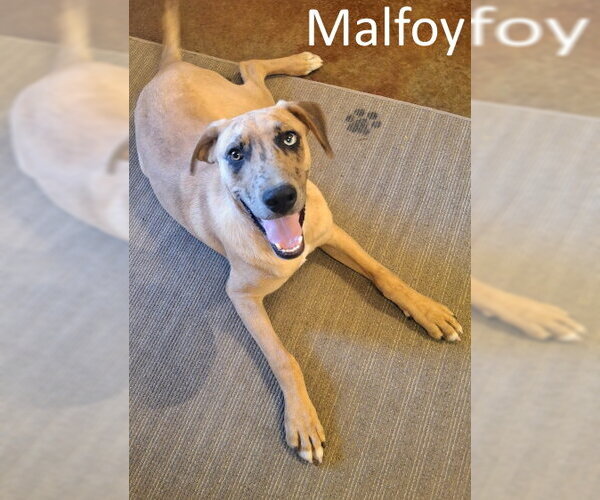 Medium Photo #6 Catahoula Leopard Dog-Unknown Mix Puppy For Sale in Mountain View, AR, USA