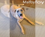 Small #5 Catahoula Leopard Dog Mix