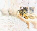 Small #13 Biewer Terrier