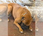 Small #3 Boxer