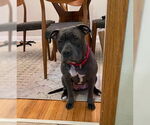 Small #9 American Pit Bull Terrier Mix