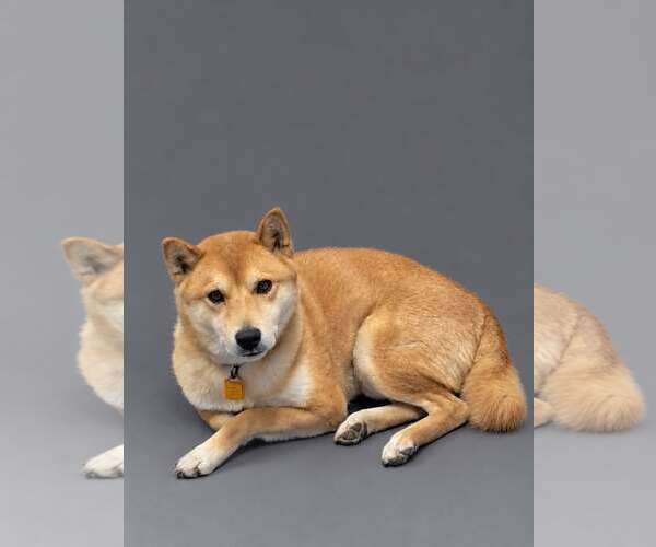 Medium Photo #4  Puppy For Sale in , 