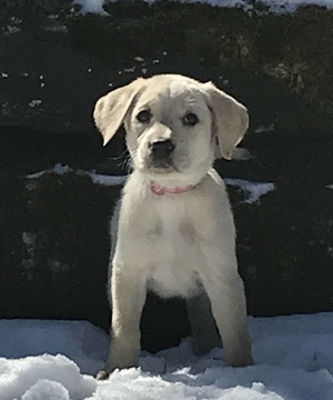 Medium Photo #1 Labrador Retriever Puppy For Sale in NEW ALBANY, PA, USA