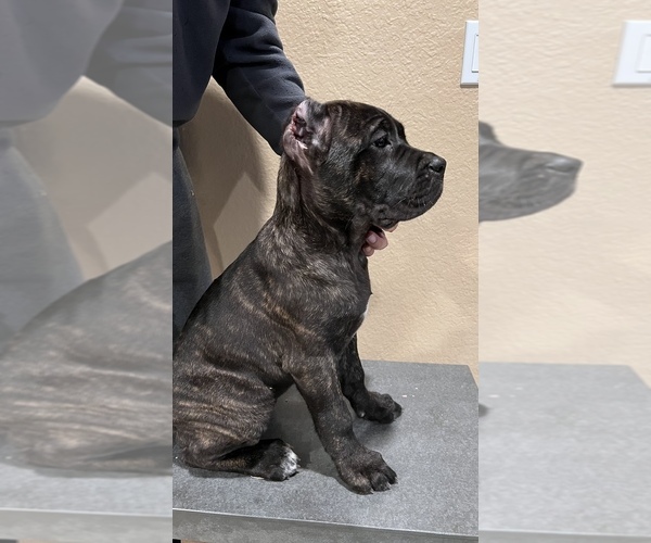 Medium Photo #19 Cane Corso Puppy For Sale in CORONA, CA, USA