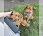 Small #1 Collie Mix
