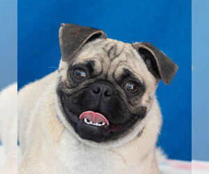 Pug Dogs for adoption in Pasadena, CA, USA