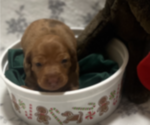 Small Photo #6 Dachshund Puppy For Sale in HOUSTON, TX, USA