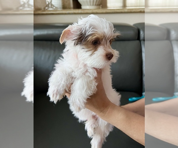Medium Photo #2 Yorkshire Terrier Puppy For Sale in ROCKLIN, CA, USA