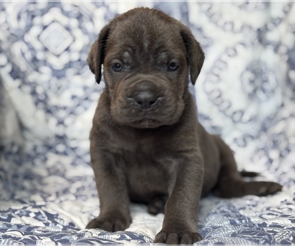 Medium Photo #3 Cane Corso Puppy For Sale in NEWTON, NJ, USA
