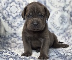 Small #2 Cane Corso