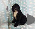 Small Photo #4 Bernedoodle Puppy For Sale in LANCASTER, PA, USA
