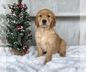 Golden Retriever Puppy for sale in FREDERICKSBURG, OH, USA