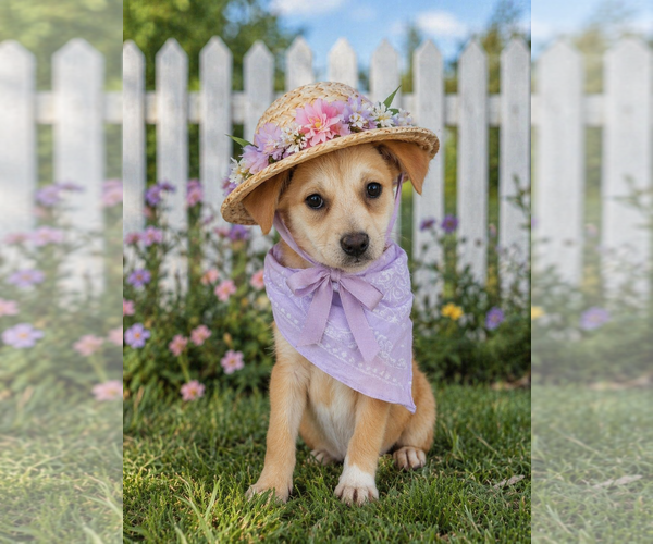 Medium Photo #3 Golden Labrador Puppy For Sale in Mt. Laurel, NJ, USA