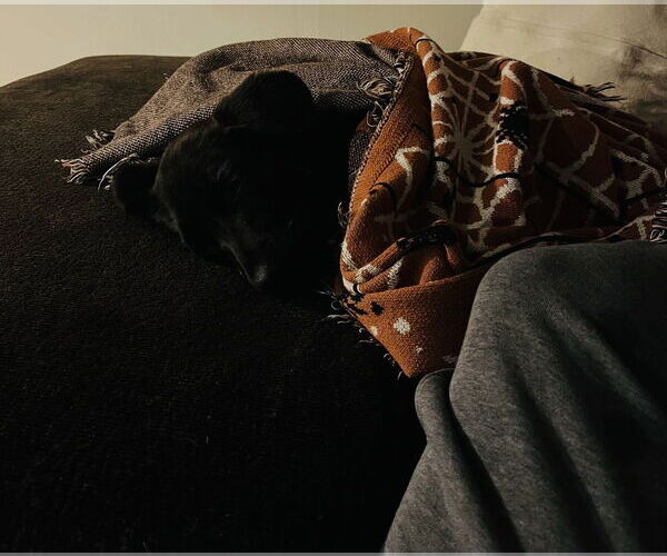 Medium Photo #7 Labrador Retriever-Unknown Mix Puppy For Sale in Princeton, MN, USA