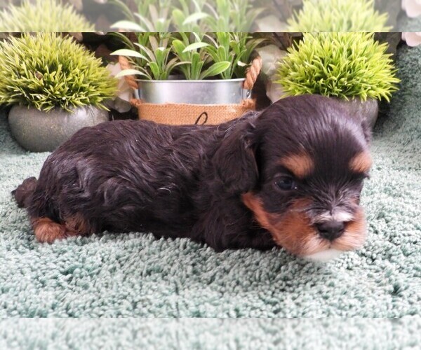 Medium Photo #3 Cavapoo (Miniature) Puppy For Sale in CARLISLE, KY, USA