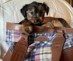 Small #3 Yorkshire Terrier