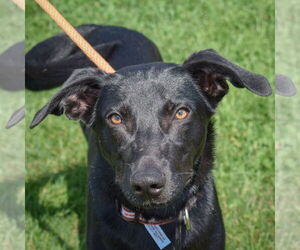 Italian Greyhound-Unknown Mix Dogs for adoption in Huntley, IL, USA