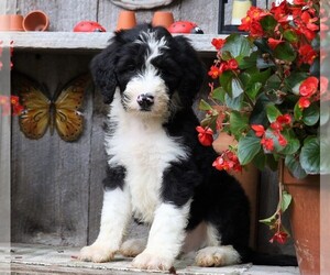 Sheepadoodle Puppy for sale in FREDERICKSBG, OH, USA