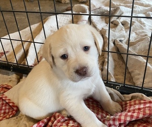 Labrador Retriever Puppy for sale in DECATUR, IL, USA