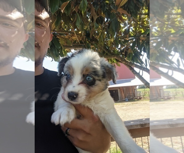 Medium Photo #2 Australian Shepherd Puppy For Sale in SPENCER, TN, USA