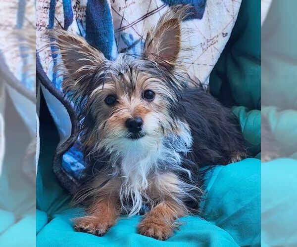 Medium Photo #5 Mutt Puppy For Sale in Tustin, CA, USA