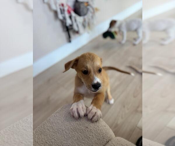 Medium Photo #3 Mutt Puppy For Sale in miami, FL, USA