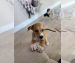 Small #2 Mutt