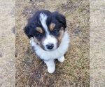 Puppy 2 Australian Shepherd-English Shepherd Mix